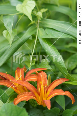 Wild grass full of wild taste Orange field 5264567
