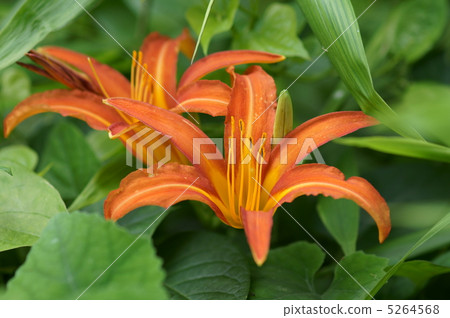 Wild grass full of wild taste Orange field 5264568