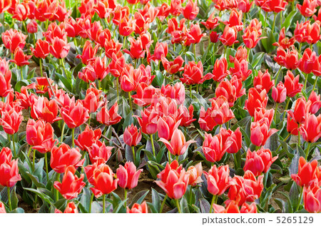 Flowers tulips in the garden Flowers tulips in the garden 5265129