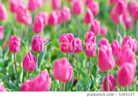 Flowers tulips in the garden Flowers tulips in the garden 5265137