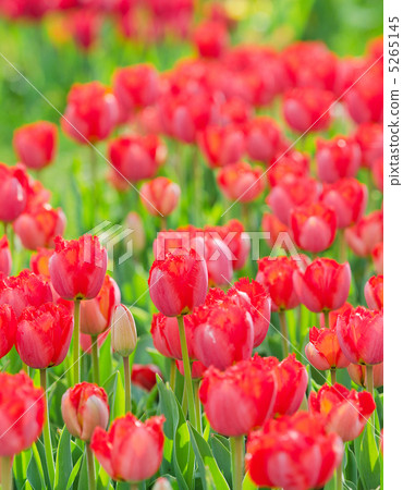 Flowers tulips in the garden Flowers tulips in the garden 5265145