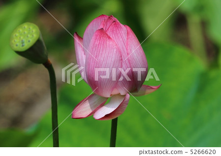 蓮花 5266620