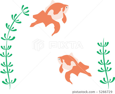 金魚 5266729