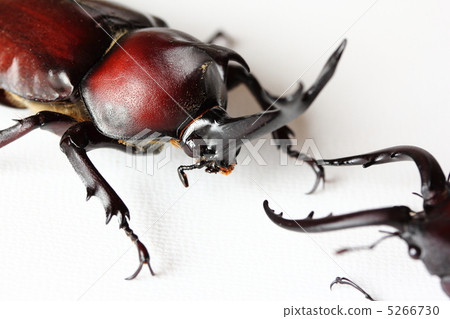 鋸齒與甲蟲 5266730