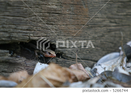 Lizard taking out a face from a tree 2 5266744