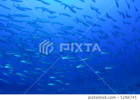 A group of barracudas 5266745