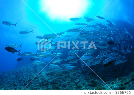 Gingame bean 5266765