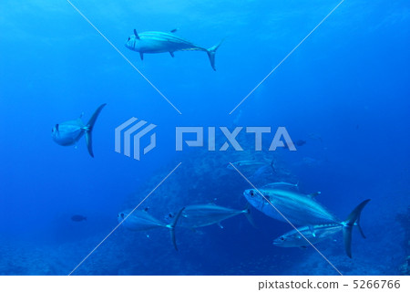 Flock of Isomagro 5266766