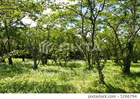 Summer cherry blossom forest 5266794