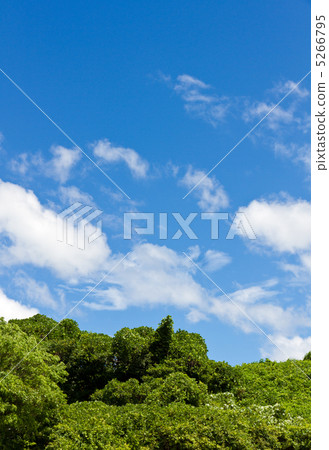 Summer forest and blue sky and clouds Summer forest and blue sky and clouds 5266795