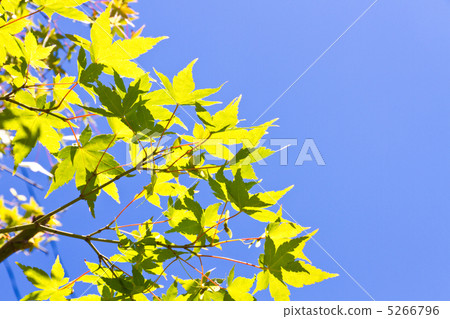 Summer maple leaves Summer maple leaves 5266796