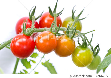Mini tomatoes with ripe ripe Mini tomatoes with ripe ripe 5266797