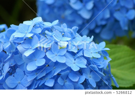 Hydrangea (blue) 5266812