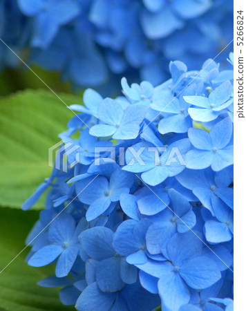 Hydrangea (blue) 5266824