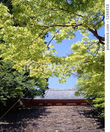 Jingo-ji of the fresh green 5266958
