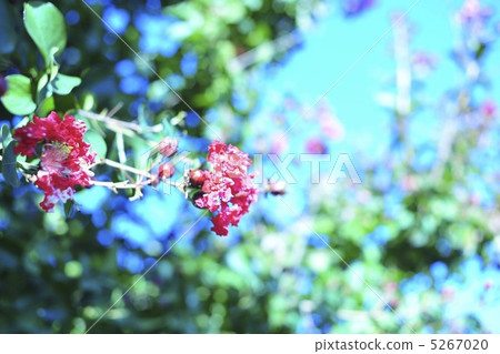 紅色花和藍天 5267020