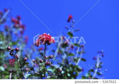 淡藍色的天空和紅色的花朵 5267022