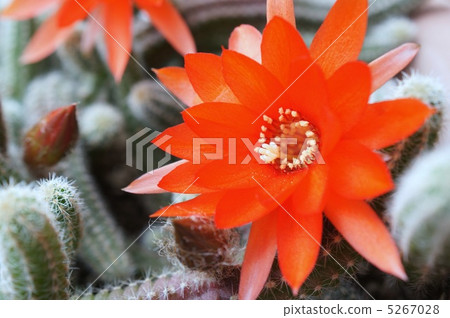 Cactus: sandalwood 5267028