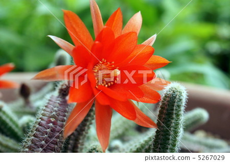 Cactus: sandalwood 5267029