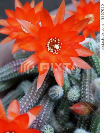 Cactus: sandalwood 5267030