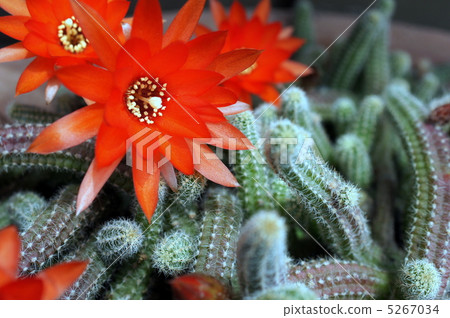 Cactus: sandalwood Cactus: sandalwood 5267034