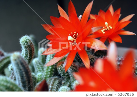 Cactus: sandalwood 5267036