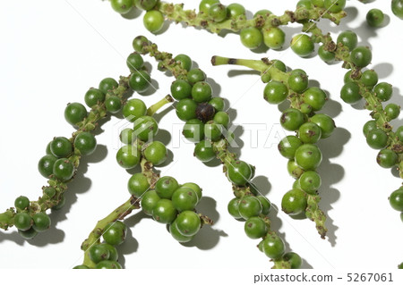 Pepper pric Thai food ingredients Thailand 5267061