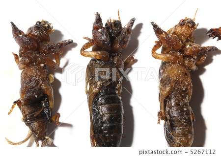 Kela Okera insect food Thailand Kela Okera insect food Thailand 5267112