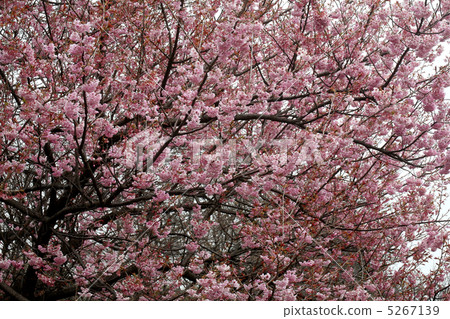 Cherry Tsubaki Kanzakura 5267139