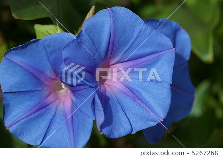 琉球牽牛花是一個強烈的牽牛花 照片素材 圖片 圖庫 琉球牽牛花是一個強烈的牽牛花 照片素材 圖片 圖庫