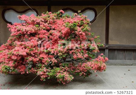 Shishido的杜鵑花 5267321