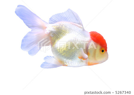 Goldfish's crane [cut out] 5267340