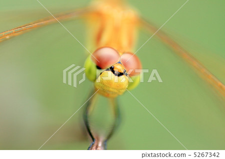 Miyama Macane的特寫鏡頭 5267342