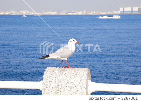 橫濱山下公園的Yurikome 5267361