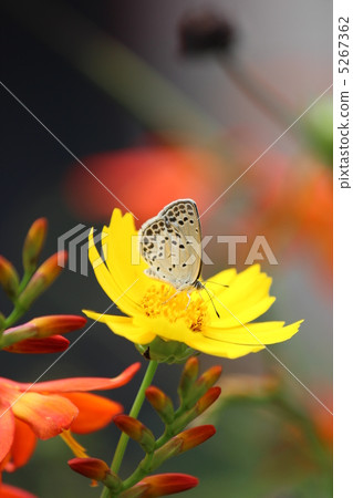 Yamato Shizimi和Kivanakosmos Yamato Shizimi和Kivanakosmos 5267362