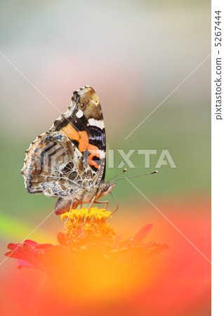 Shark's beard 5267444