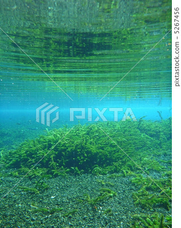 egeria densa, brazilian elodea, large-flowered waterweed