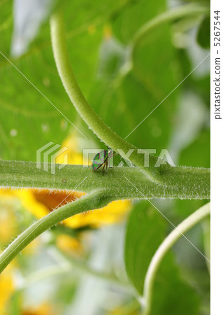 竹子支持 竹子支持 5267544