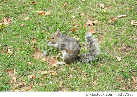 Toub Hi Hiris Toub Hi Hiris 5267585