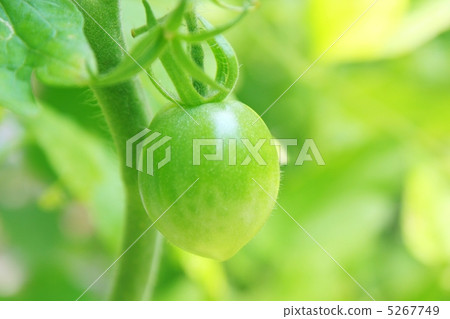 Blue Pear Tomato 5267749