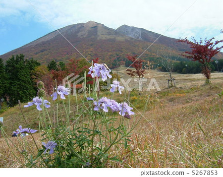 Masumi Kogen 5267853