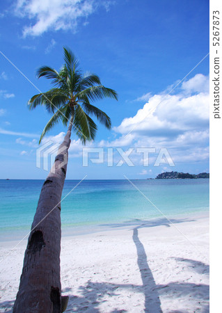 Palm tree stretching to the beach Palm tree stretching to the beach 5267873