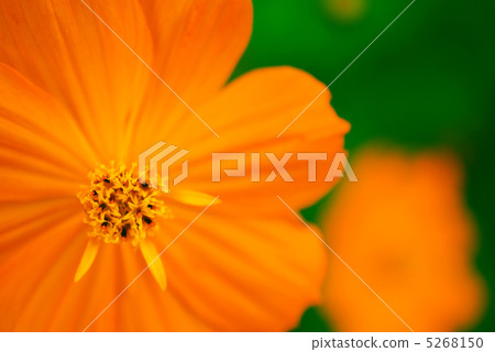 Yellow flower cosmos 5268150