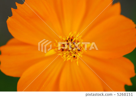 黃色花波斯菊 5268151