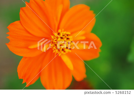 Yellow flower cosmos 5268152