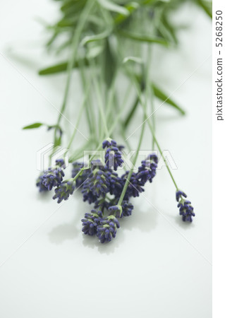 薰衣草花 薰衣草花 5268250