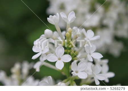 White lilac 5268279