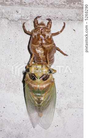 Immediately after emergence of a cicadas tree 5268290