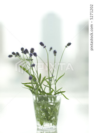 薰衣草花 薰衣草花 5271202