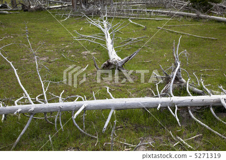 黃石國家公園 黃石國家公園 5271319